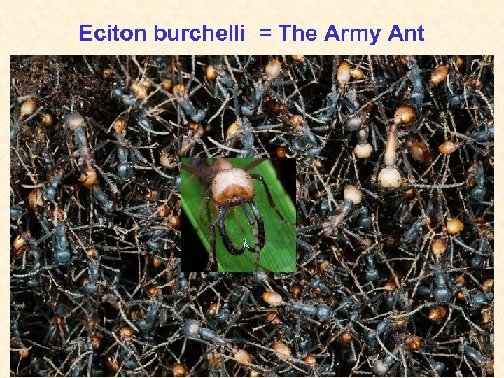 Eciton burchelli = The Army Ant 