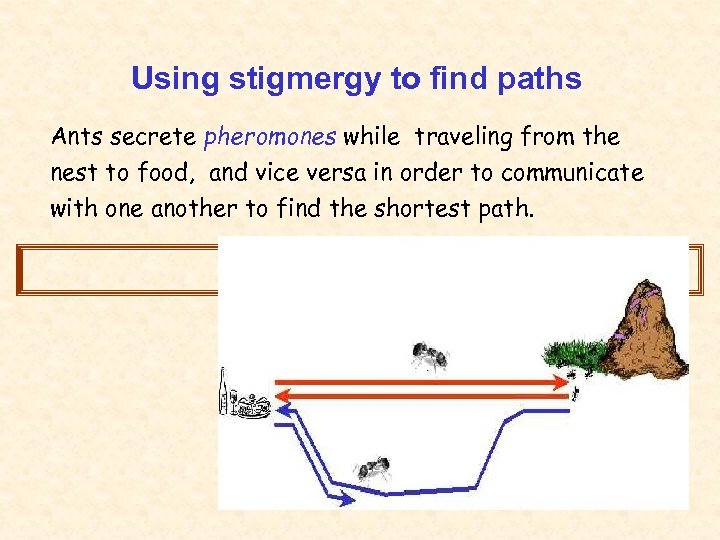 Using stigmergy to find paths Ants secrete pheromones while traveling from the nest to