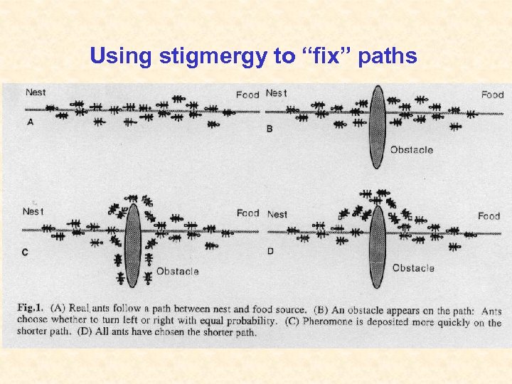 Using stigmergy to “fix” paths 