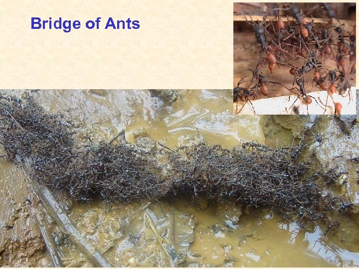 Bridge of Ants 