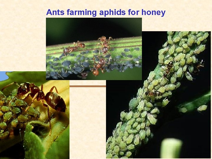 Ants farming aphids for honey 