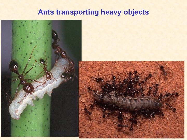 Ants transporting heavy objects 