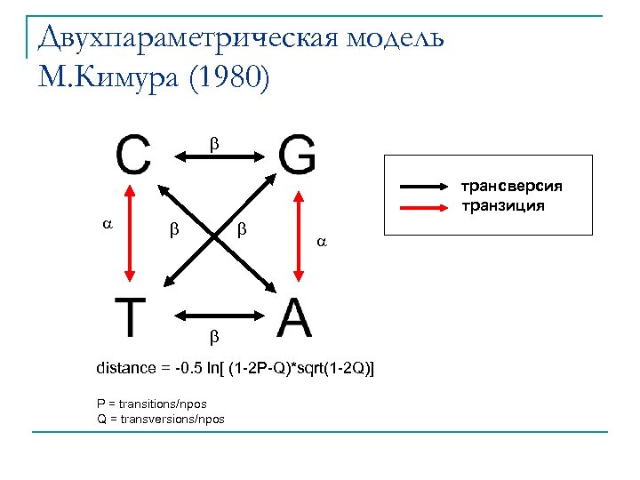 Двухпараметрическая модель М. Кимура (1980) трансверсия транзиция distance = -0. 5 ln[ (1 -2