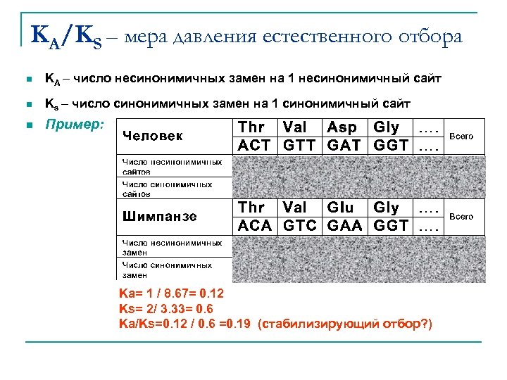 KA/KS – мера давления естественного отбора n KA – число несинонимичных замен на 1