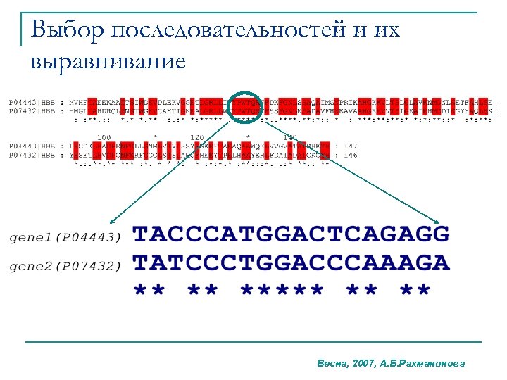 Выбор последовательностей и их выравнивание Весна, 2007, А. Б. Рахманинова 