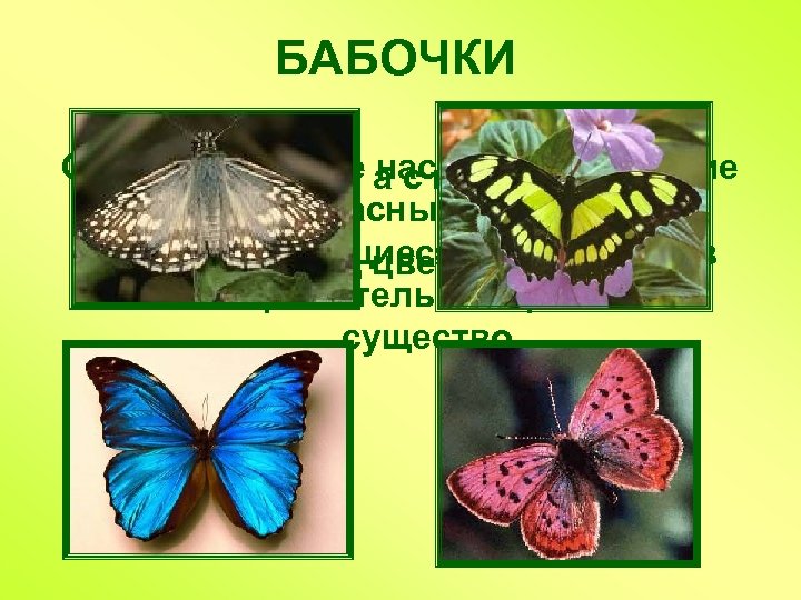 БАБОЧКИ Самые красивые насекомые. Хрупкие Не птичка, а с крыльями. и прекрасные создания, превращающиеся