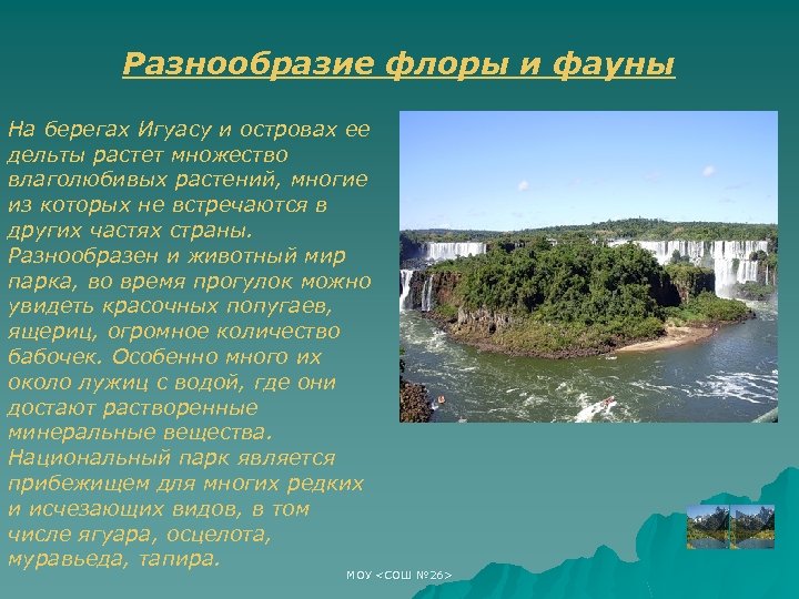 Разнообразие флоры и фауны На берегах Игуасу и островах ее дельты растет множество влаголюбивых