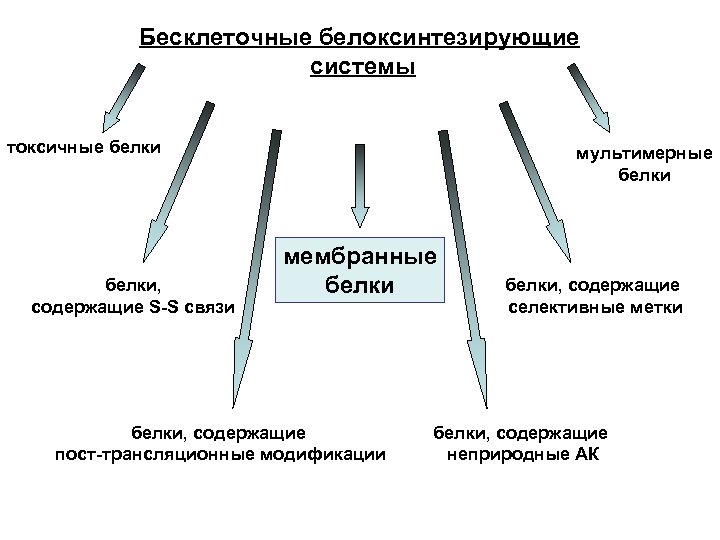 Бесклеточные белоксинтезирующие системы токсичные белки, содержащие S-S связи мультимерные белки мембранные белки, содержащие пост-трансляционные