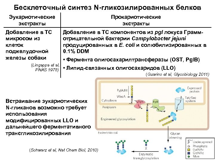 Бесклеточный синтез N-гликозилированных белков Эукариотические экстракты Добавление в ТС микросом из клеток поджелудочной железы