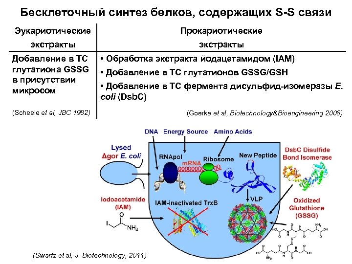 Бесклеточный синтез белков, содержащих S-S связи Эукариотические Прокариотические экстракты Добавление в ТС глутатиона GSSG