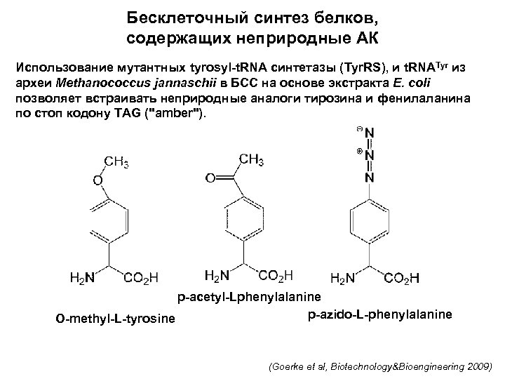Бесклеточный синтез белков, содержащих неприродные АК Использование мутантных tyrosyl-t. RNA синтетазы (Tyr. RS), и