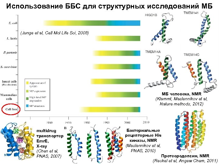 Использование ББС для структурных исследований МБ (Junge et al, Cell Mol Life Sci, 2008)