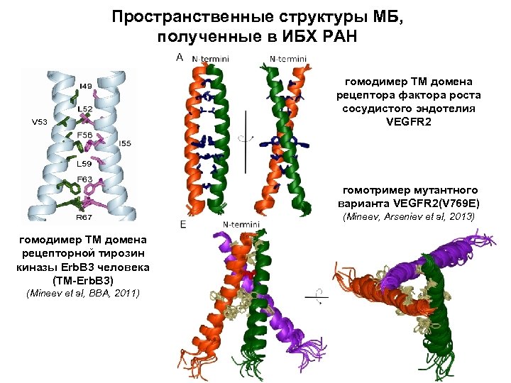 Пространственные структуры МБ, полученные в ИБХ РАН гомодимер ТМ домена рецептора фактора роста сосудистого