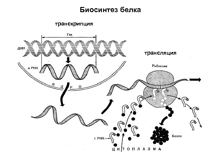 Биосинтез белка транскрипция трансляция 