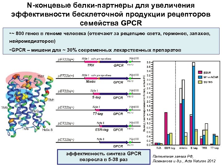 N-концевые белки-партнеры для увеличения эффективности бесклеточной продукции рецепторов семейства GPCR • ~ 800 генов