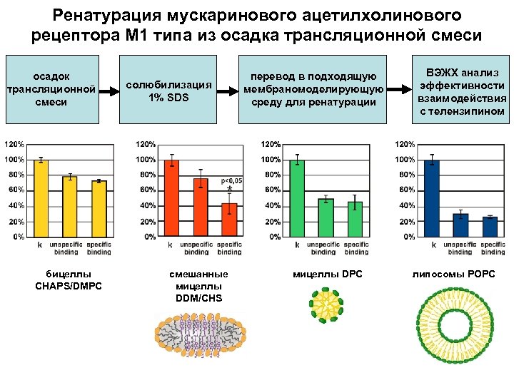 Ренатурация мускаринового ацетилхолинового рецептора М 1 типа из осадка трансляционной смеси осадок трансляционной смеси