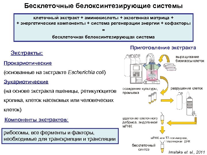 Бесклеточные белоксинтезирующие системы клеточный экстракт + аминокислоты + экзогенная матрица + + энергетические компоненты