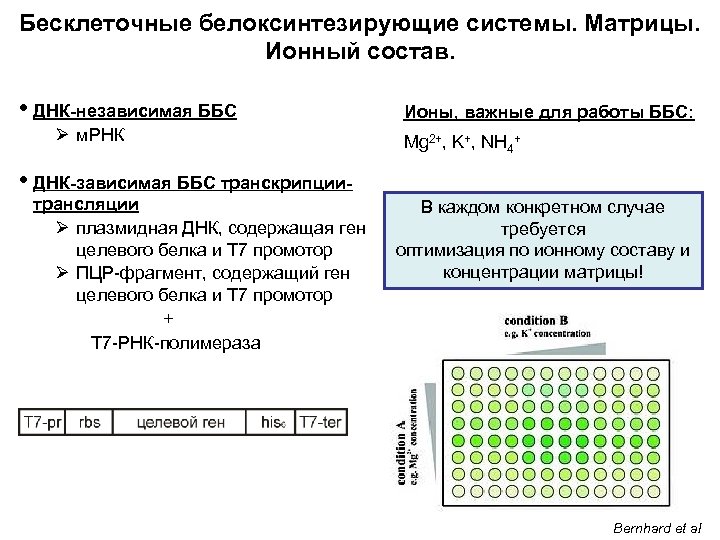 Бесклеточные белоксинтезирующие системы. Матрицы. Ионный состав. • ДНК-независимая ББС Ø м. РНК Ионы, важные