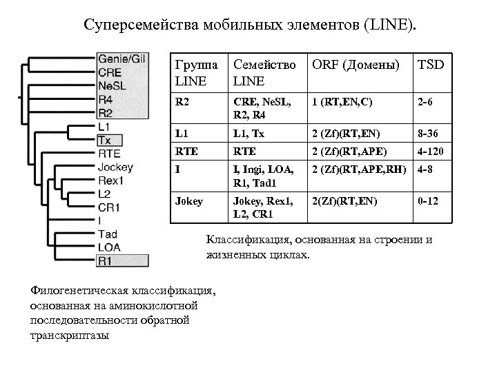 Суперсемейства мобильных элементов (LINE). Группа LINE Семейство LINE ORF (Домены) TSD R 2 CRE,