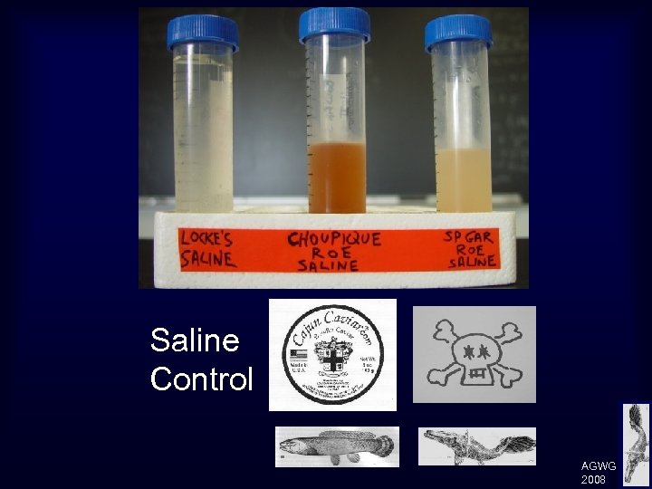 Saline Control AGWG 2008 