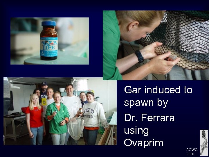 Gar induced to spawn by Dr. Ferrara using Ovaprim AGWG 2008 