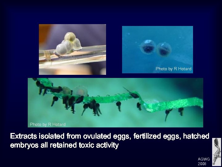 Photo by R Hotard Extracts isolated from ovulated eggs, fertilized eggs, hatched embryos all