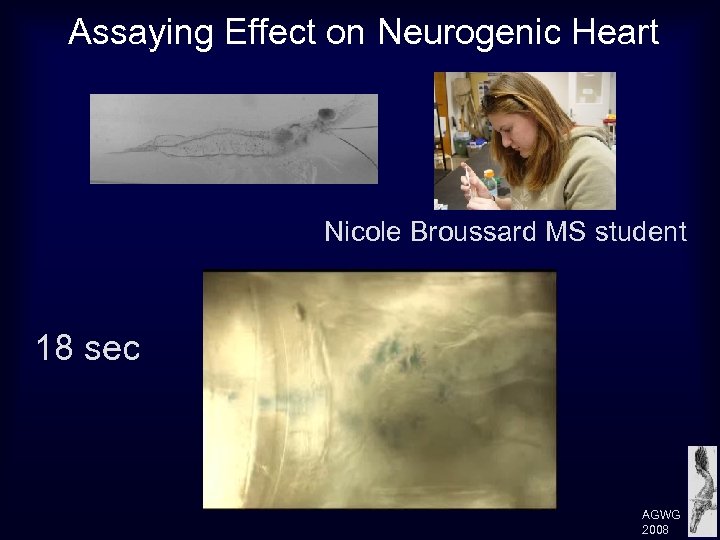 Assaying Effect on Neurogenic Heart Nicole Broussard MS student 18 sec AGWG 2008 
