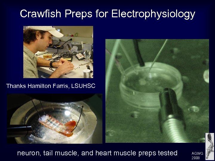 Crawfish Preps for Electrophysiology Thanks Hamilton Farris, LSUHSC neuron, tail muscle, and heart muscle