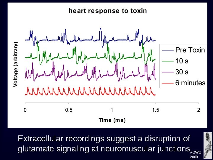 Extracellular recordings suggest a disruption of glutamate signaling at neuromuscular junctions. AGWG 2008 