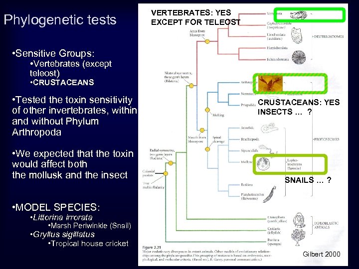 Phylogenetic tests VERTEBRATES: YES EXCEPT FOR TELEOST • Sensitive Groups: • Vertebrates (except teleost)