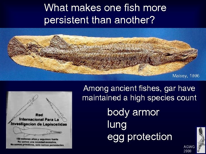 What makes one fish more persistent than another? Maisey, 1996 Among ancient fishes, gar