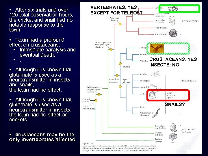  • After six trials and over 120 total observation hours, the cricket and
