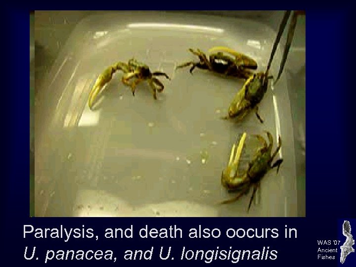 Paralysis, and death also oocurs in U. panacea, and U. longisignalis WAS ’ 07