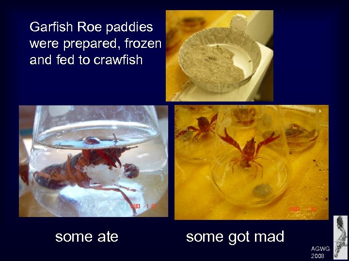 Garfish Roe paddies were prepared, frozen and fed to crawfish some ate some got