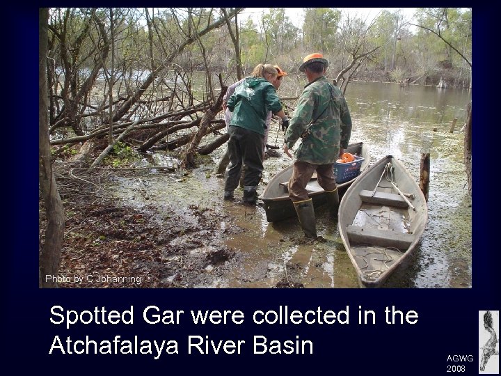 Photo by C Johanning Spotted Gar were collected in the Atchafalaya River Basin AGWG