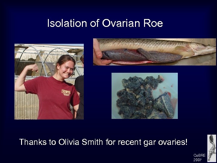 Isolation of Ovarian Roe Thanks to Olivia Smith for recent gar ovaries! Co. BRE