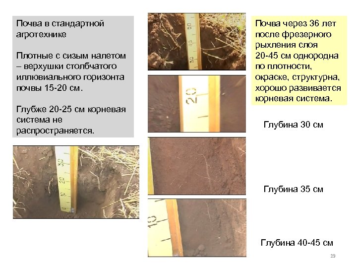 Почва в стандартной агротехнике Плотные с сизым налетом – верхушки столбчатого иллювиального горизонта почвы