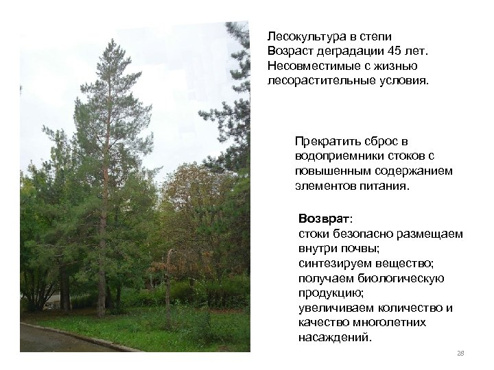 Лесокультура в степи Возраст деградации 45 лет. Несовместимые с жизнью лесорастительные условия. Прекратить сброс