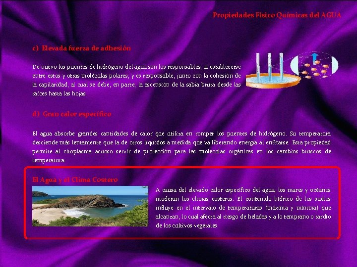 Propiedades Físico Químicas del AGUA c) Elevada fuerza de adhesión De nuevo los puentes