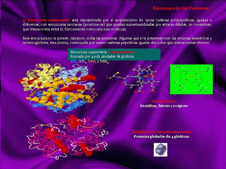 Estructura de las Proteínas 4º Estructura cuaternaria: está representada por el acoplamiento de varias