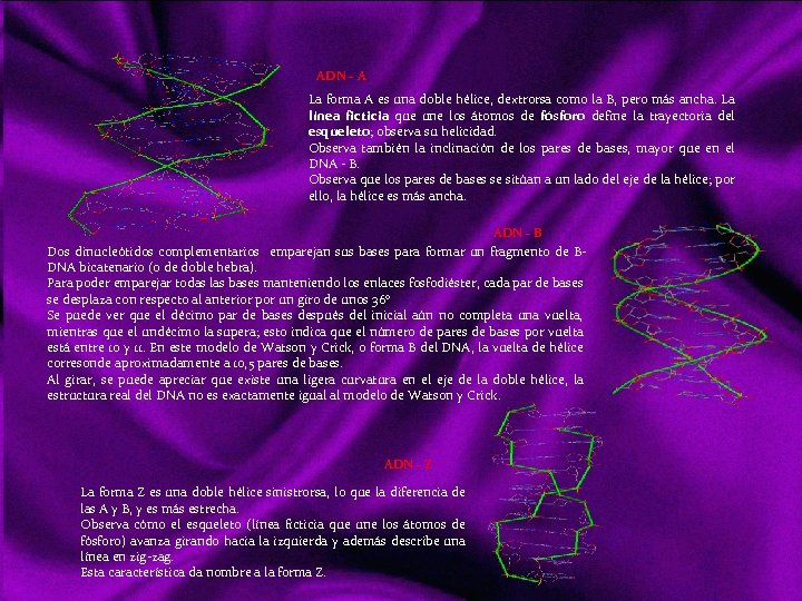 ADN - A La forma A es una doble hélice, dextrorsa como la B,