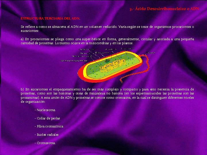 3. - Ácido Desoxirribonucleico o ADN ESTRUCTURA TERCIARIA DEL ADN. Se refiere a como