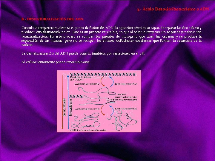 3. - Ácido Desoxirribonucleico o ADN B. - DESNATURALIZACIÓN DEL ADN. Cuando la temperatura