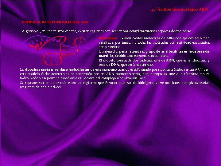 4. - Ácidos ribonucleico ARN ESTRUCTURA SECUNDARIA DEL ARN Alguna vez, en una misma