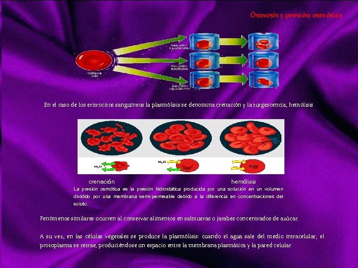 Ósmosis y presión osmótica En el caso de los eritrocitos sanguíneos la plasmólisis se