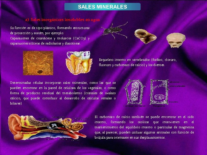 SALES MINERALES a) Sales inorgánicas insolubles en agua Su función es de tipo plástico,