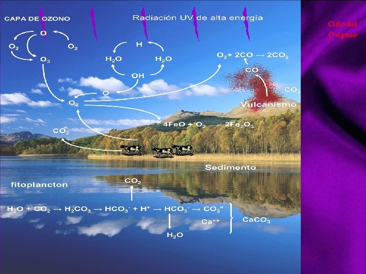 Ciclo del Oxigeno 