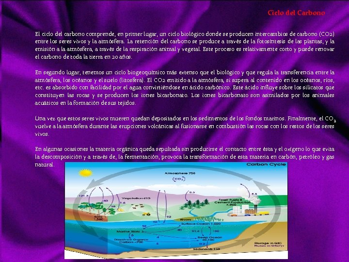Ciclo del Carbono El ciclo del carbono comprende, en primer lugar, un ciclo biológico
