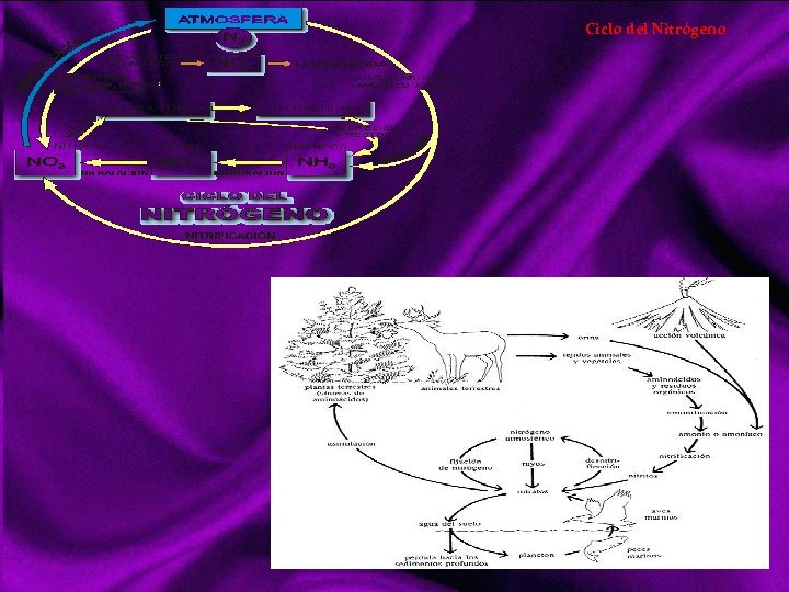 Ciclo del Nitrógeno 