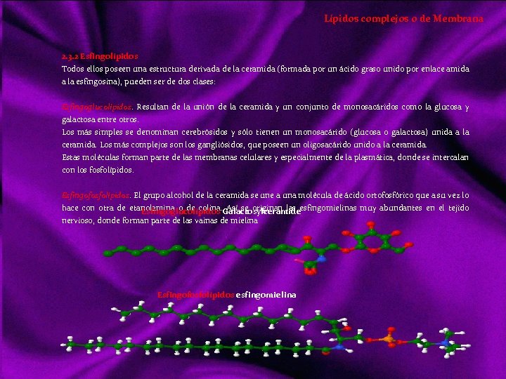 Lípidos complejos o de Membrana 2. 3. 2 Esfingolípidos Todos ellos poseen una estructura